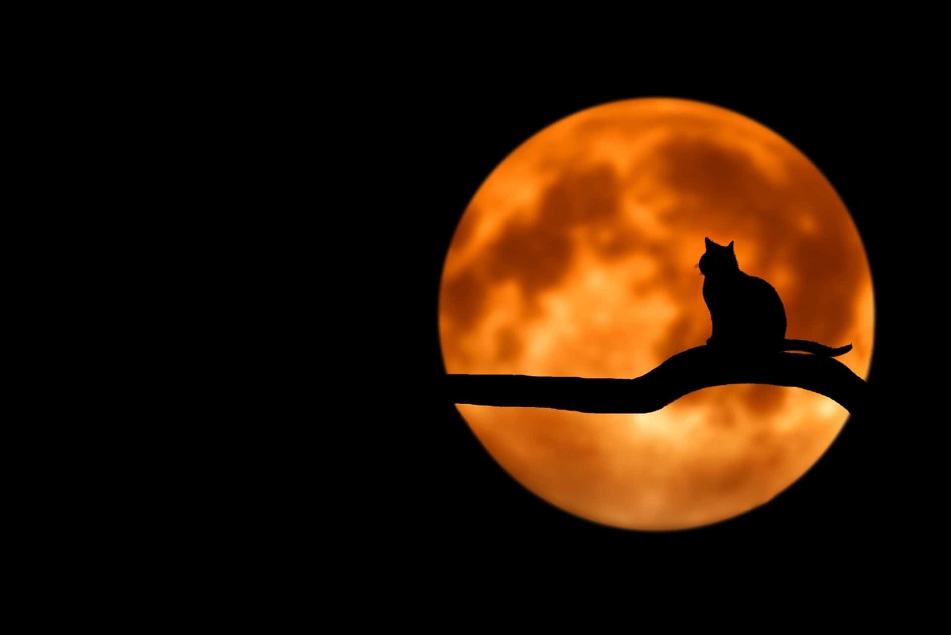 Shadow of a cat in front of an orange moon